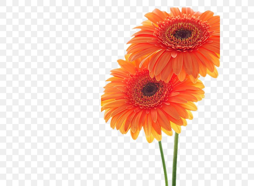 Sunflower Student Movement Transvaal Daisy Common Sunflower Orange, PNG, 600x600px, Sunflower Student Movement, Chrysanthemum, Common Sunflower, Crochet, Cut Flowers Download Free