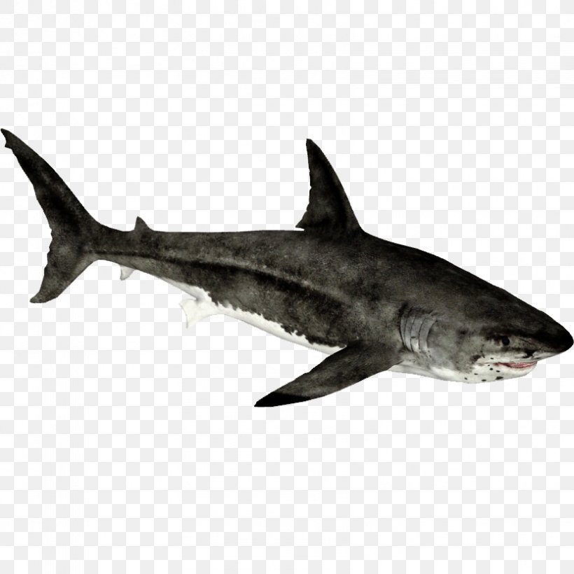 Zoo Tycoon 2 Requiem Shark Hammerhead Shark Lamnidae Great White Shark, PNG, 831x831px, Zoo Tycoon 2, Animal, Carcharhiniformes, Cartilaginous Fish, Chondrichthyes Download Free