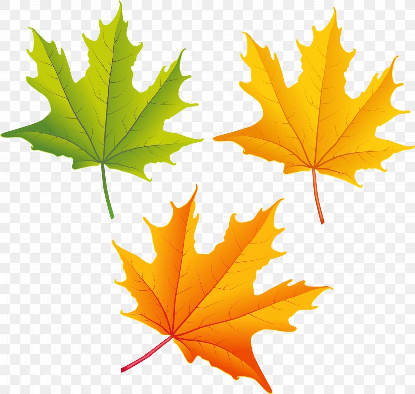 Autumn Leaves Background, PNG, 6117x5810px, Autumn, Autumn Leaf Color, Autumn Leaves Set, Black Maple, Blog Download Free