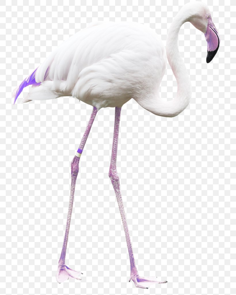 Bird Flamingos Beak Clip Art Cygnini, PNG, 755x1024px, Bird, Beak, Crane, Crane Like Bird, Cygnini Download Free