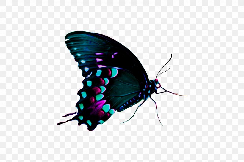 Butterfly Computer Software, PNG, 1600x1067px, Butterfly, Arthropod, Brush Footed Butterfly, Butterflies And Moths, Computer Software Download Free