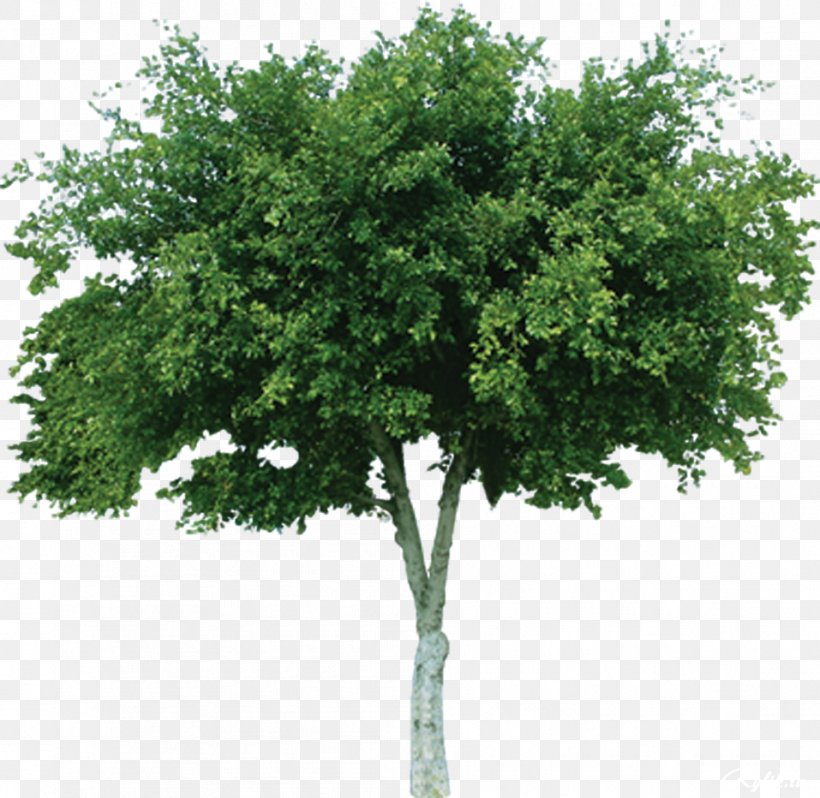 Tree Cercis Siliquastrum Deciduous Mangifera Indica Bouea Macrophylla, PNG, 957x932px, Tree, Bouea Macrophylla, Branch, Cercis Siliquastrum, Color Download Free