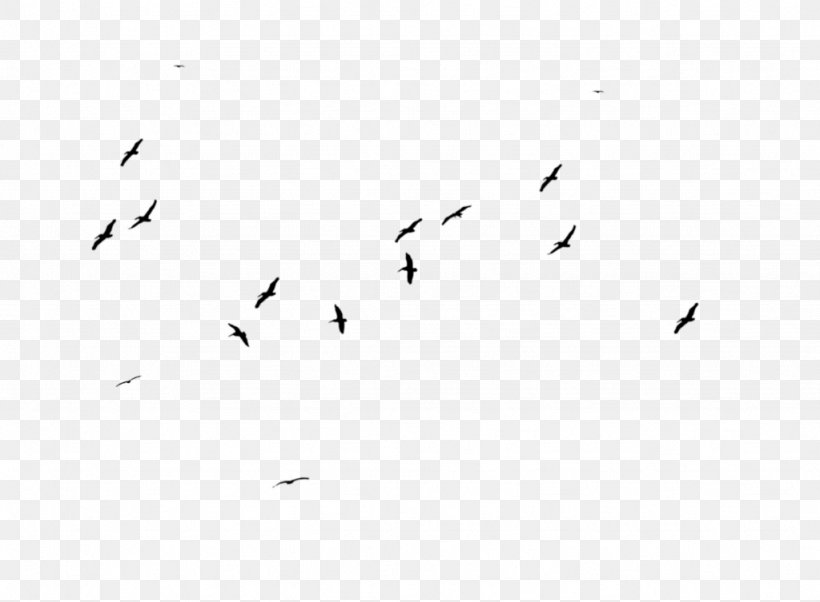 Flock Bird Migration White Font, PNG, 1024x753px, Flock, Animal Migration, Beak, Bird, Bird Migration Download Free