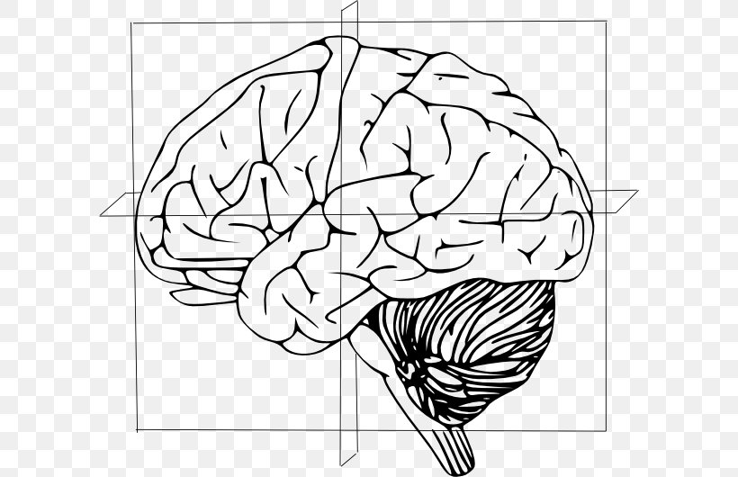 Human Brain Drawing Clip Art, PNG, 600x530px, Watercolor, Cartoon, Flower, Frame, Heart Download Free