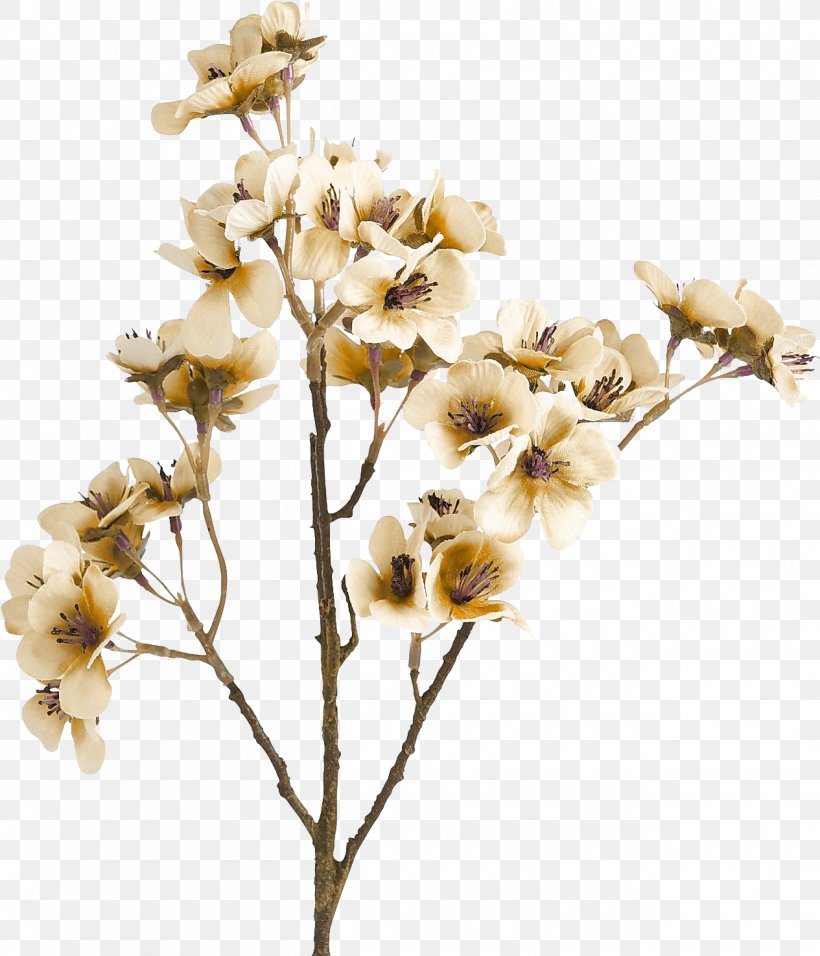 Cut Flowers Brown Color, PNG, 1265x1475px, Flower, Blossom, Branch, Brown, Color Download Free