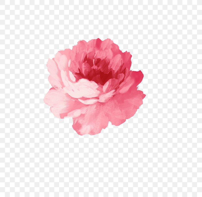 Flower Watercolor Painting Pink, PNG, 800x800px, Flower, Carnation, Color, Computer Software, Cut Flowers Download Free