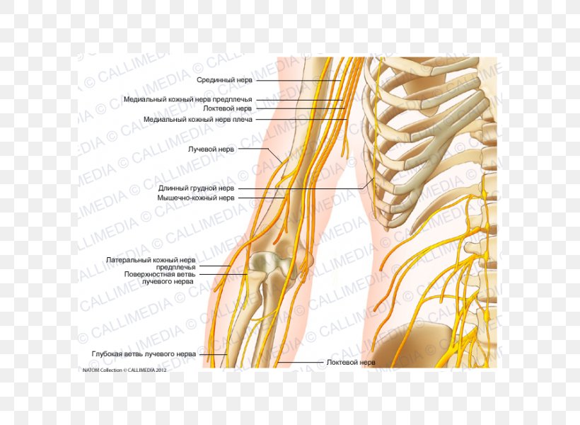 Nerve Shoulder Nervous System Coronal Plane Arm, PNG, 600x600px, Watercolor, Cartoon, Flower, Frame, Heart Download Free