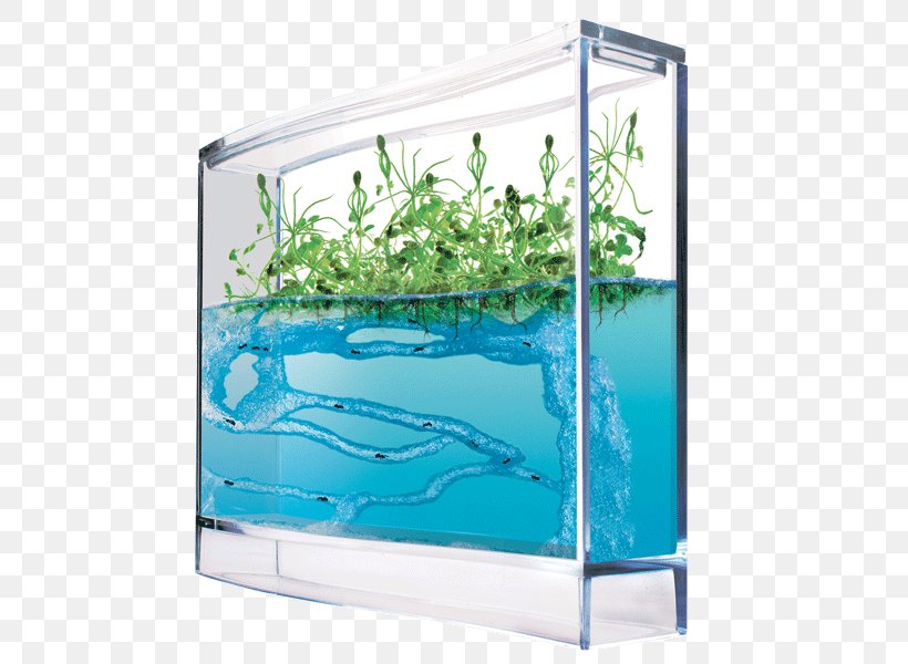 Ants And Plants Formicarium Ecosystem, PNG, 586x600px, Ant, Ant Colony, Aqua, Aquarium, Aquarium Decor Download Free