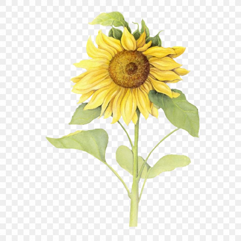 Download Icon, PNG, 900x900px, Common Sunflower, Cut Flowers, Daisy Family, Floral Design, Floristry Download Free