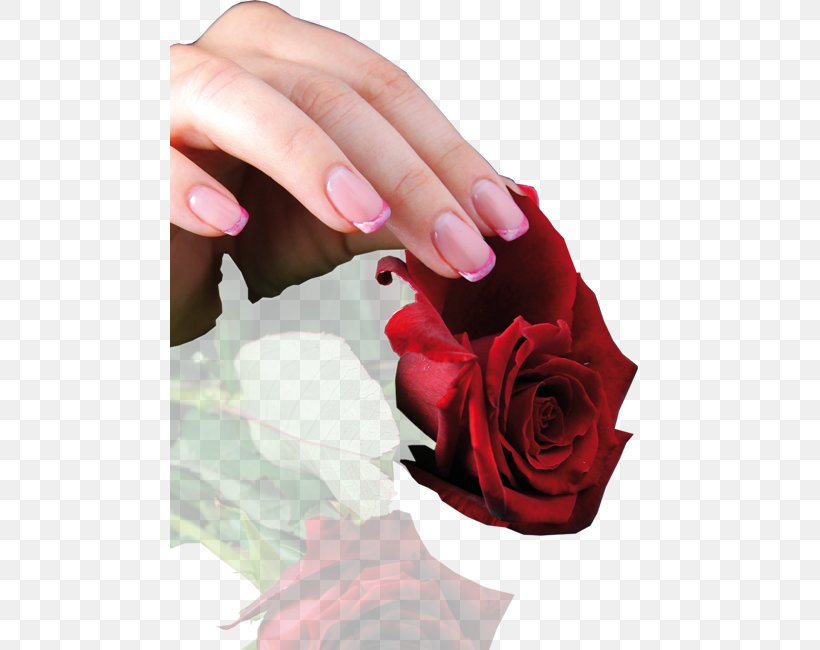 Nail Polish Manicure Garden Roses Nail Art, PNG, 480x650px, Nail, Acryloyl Group, Finger, Flower, Garden Download Free