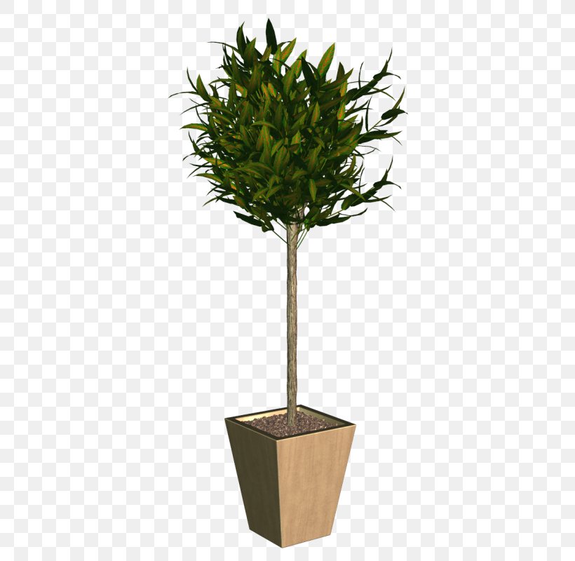 Treelet Plant Trunk Japanese Holly, PNG, 410x800px, Treelet, Box, Evergreen, Flowerpot, Houseplant Download Free