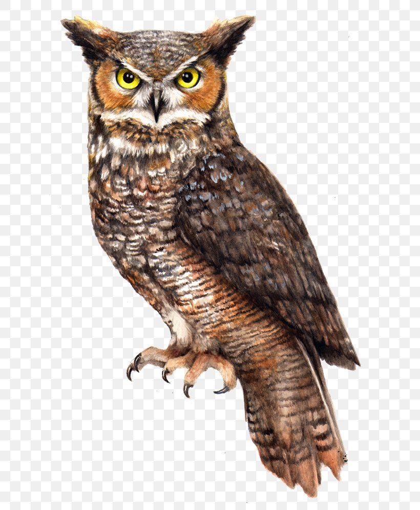 Barn Owl Pellet Bird Vole, PNG, 650x996px, Owl, Barn Owl, Beak, Bird, Bird Of Prey Download Free