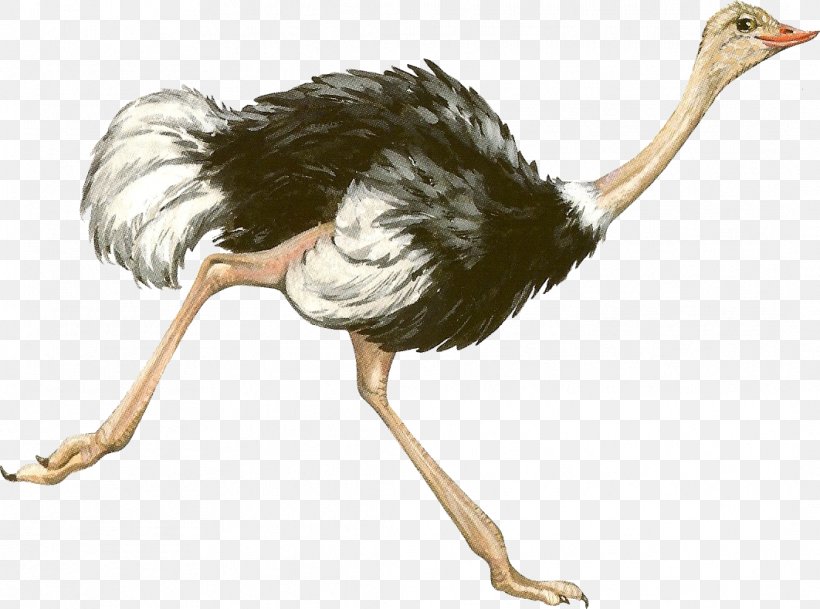 Common Ostrich Bird Emu, PNG, 1062x789px, Common Ostrich, Animal, Beak, Bird, Crane Like Bird Download Free