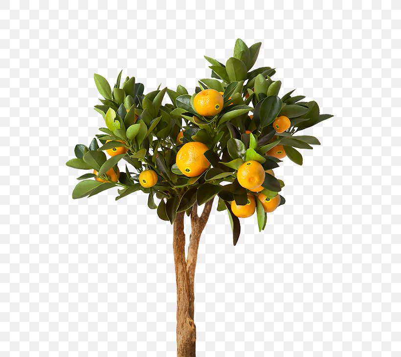 Houseplant Flowerpot IKEA Lemon, PNG, 667x732px, Houseplant, Bitter Orange, Branch, Calamondin, Citrus Download Free