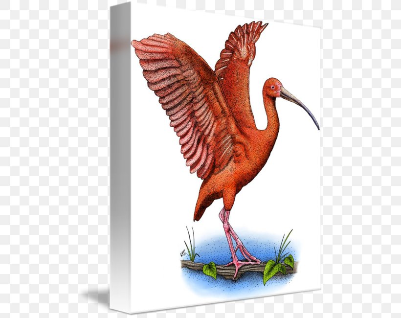 Scarlet Ibis Water Bird Beak, PNG, 504x650px, Ibis, Beak, Bird, Chicken, Chicken As Food Download Free