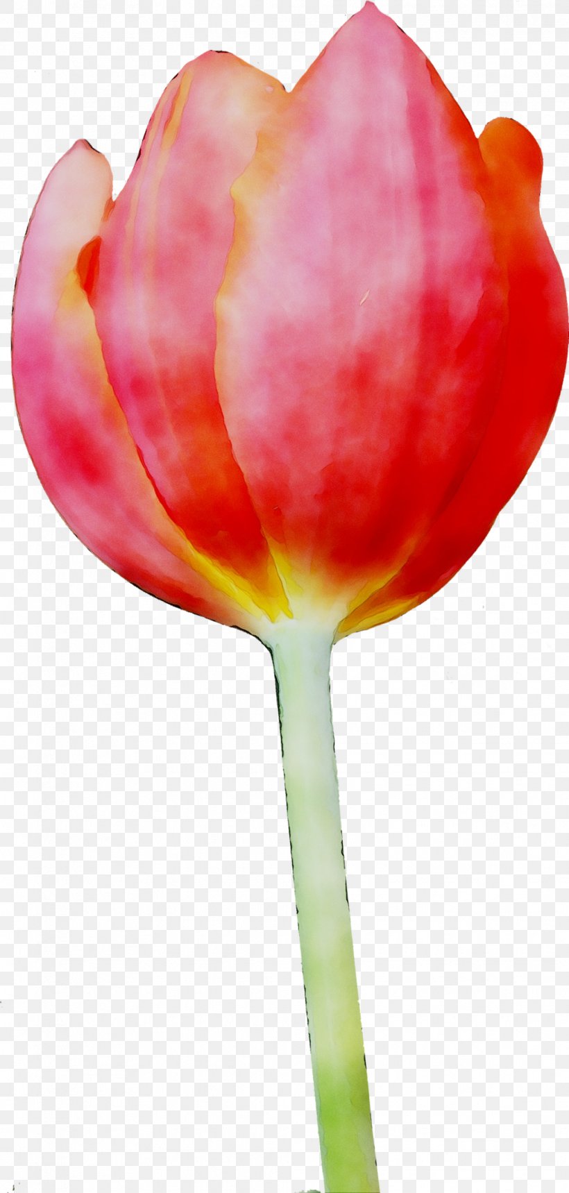 Tulip Clip Art Image Transparency, PNG, 1016x2130px, Tulip, Botany, Closeup, Cut Flowers, Flower Download Free