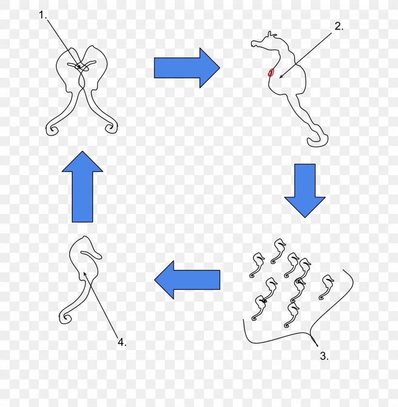 Biological Life Cycle Pair Bond Pouch Birth Big-belly Seahorse, PNG, 2000x2043px, Biological Life Cycle, Actinopterygii, Area, Bigbelly Seahorse, Birth Download Free