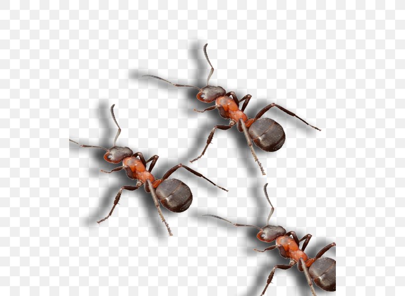 Ant Pest Control Spider North Dallas, PNG, 540x600px, Ant, Arthropod, Dallas, Infestation, Insect Download Free