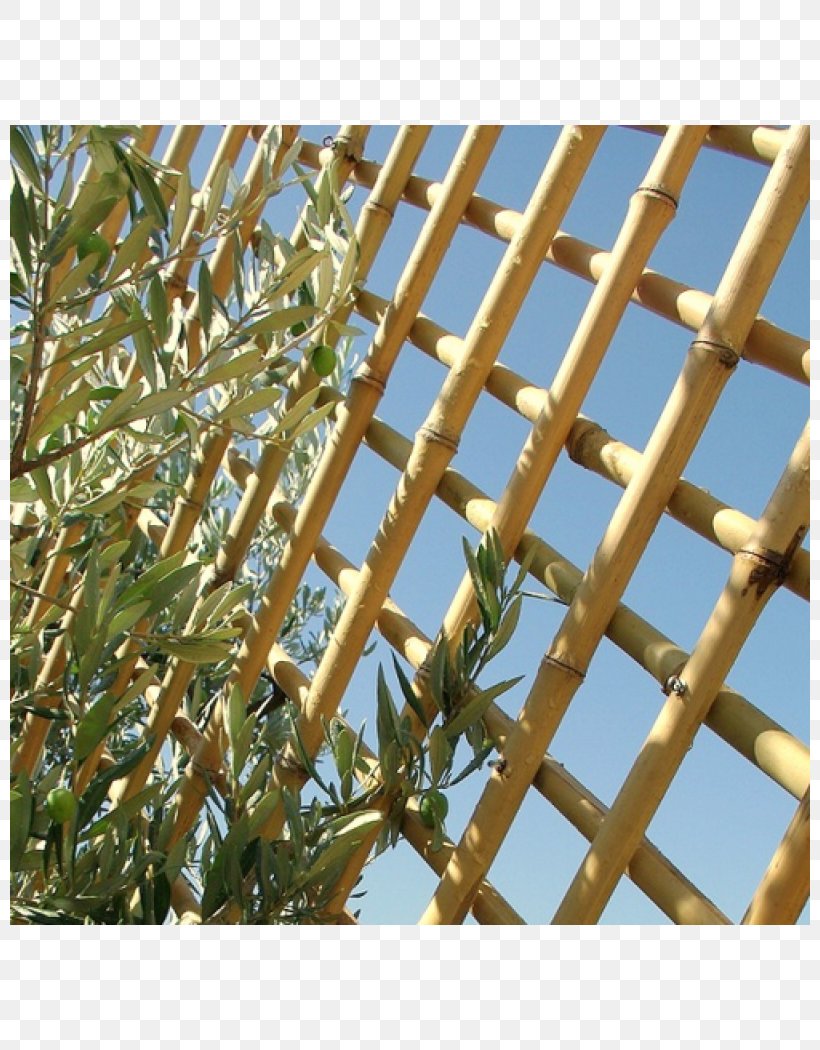 Bamboo Bambou Trellis Phyllostachys Nigra Phyllostachys Edulis, PNG, 800x1050px, Bamboo, Bambou, Flower Box, Furniture, Garden Download Free