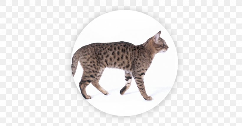 California Spangled Manx Cat Cymric Wildcat Ocelot, PNG, 850x445px, California Spangled, Bengal, Breed, Carnivoran, Cat Download Free