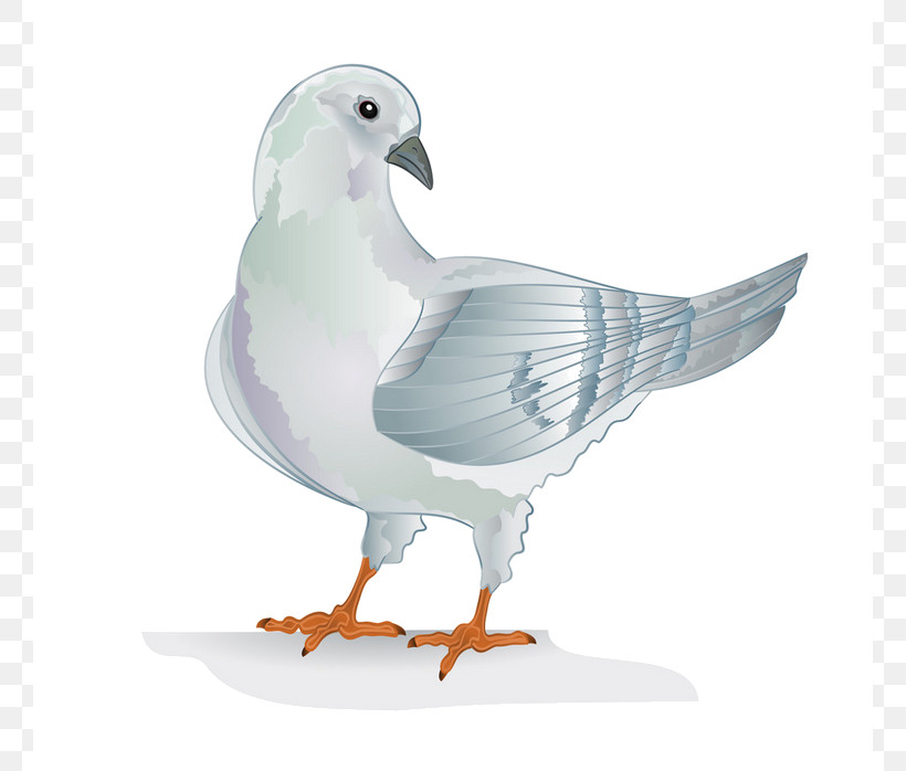 Feather, PNG, 760x698px, Bird, Animal Figure, Beak, Feather, Pigeons And Doves Download Free