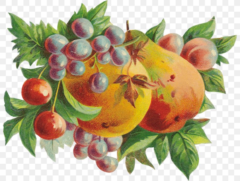 Tree Of Life, PNG, 800x619px, Photography, Accessory Fruit, Ansichtkaart, Berries, Berry Download Free