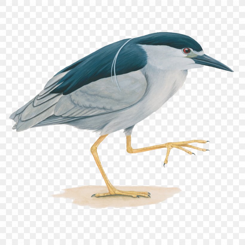Water Bird Black-crowned Night Heron, PNG, 2000x2000px, Bird, Beak, Blackcrowned Night Heron, Blacknecked Stork, Charadriiformes Download Free