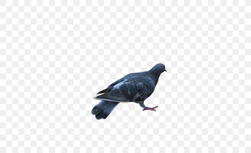 Columbidae Rock Dove Stock Dove Homing Pigeon, PNG, 500x500px, Columbidae, American Crow, Animal, Beak, Bird Download Free