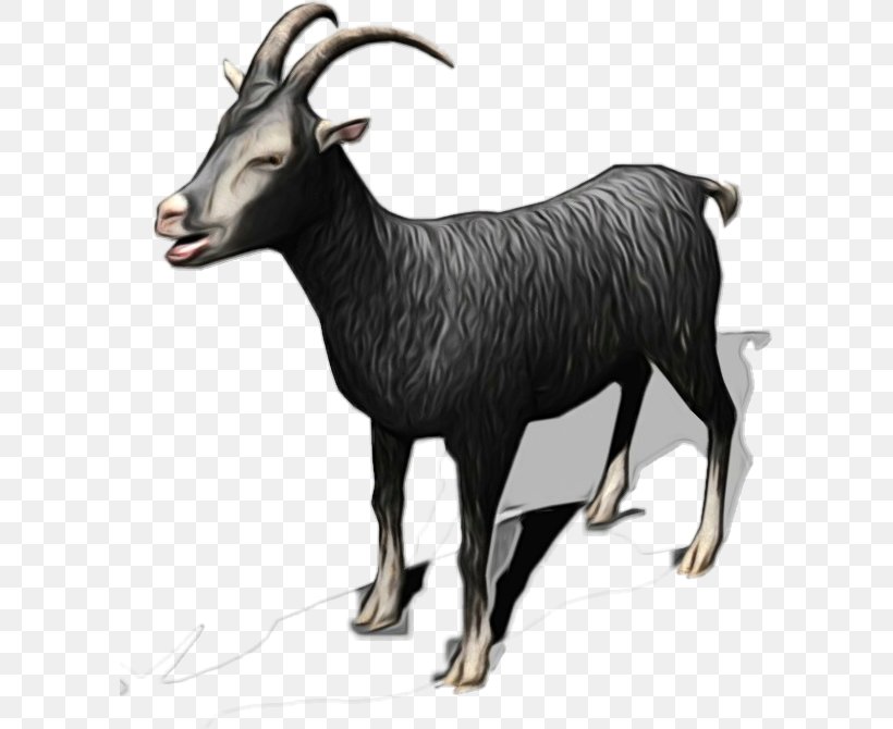 Goat Chamois Cattle Mammal Fauna, PNG, 599x670px, Goat, Animal, Bovine, Cattle, Chamois Download Free