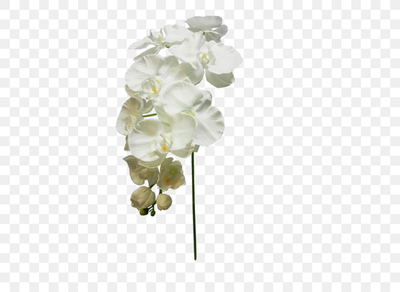 Moth Orchids Cut Flowers Floral Design, PNG, 800x600px, Moth Orchids, Artificial Flower, Body Jewelry, Cut Flowers, Floral Design Download Free