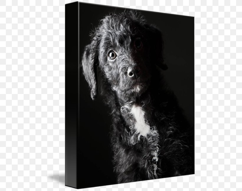 Schnoodle Boykin Spaniel Flat-Coated Retriever Portuguese Water Dog Spanish Water Dog, PNG, 513x650px, Schnoodle, Black And White, Boykin Spaniel, Carnivoran, Coat Download Free