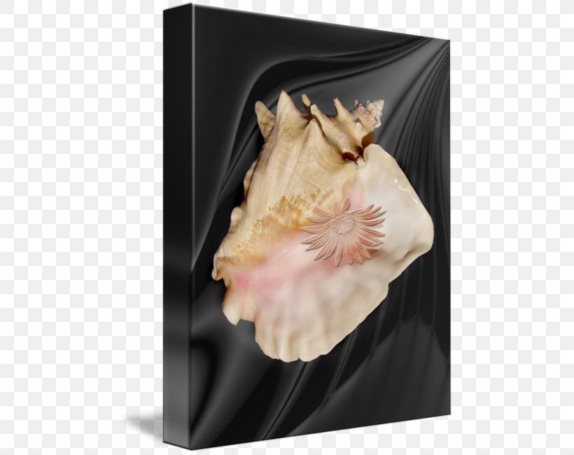 Seashell Conch, PNG, 480x650px, Seashell, Conch, Material, Petal Download Free