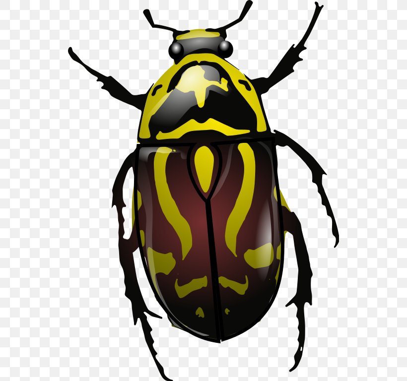 Stag Beetle Anatomy Clip Art, PNG, 546x768px, Beetle, Anatomy, Arthropod, Artwork, Colorado Potato Beetle Download Free