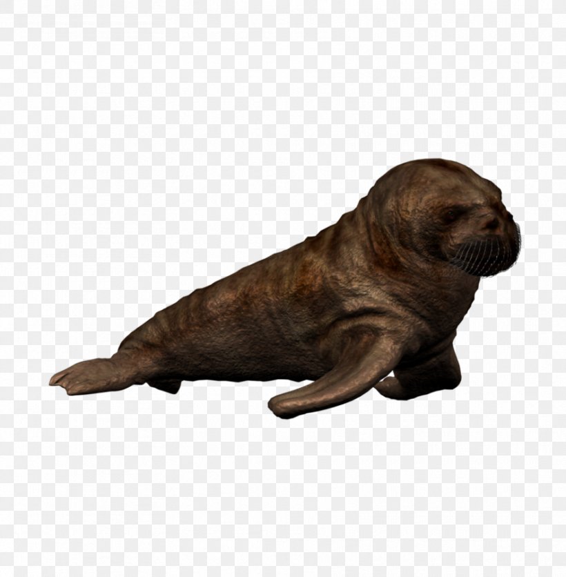 Calf Sea Lion Pacific Walrus Puppy Dolphin, PNG, 885x903px, Calf, Animal, Atlantic Spotted Dolphin, Dog Breed, Dog Like Mammal Download Free