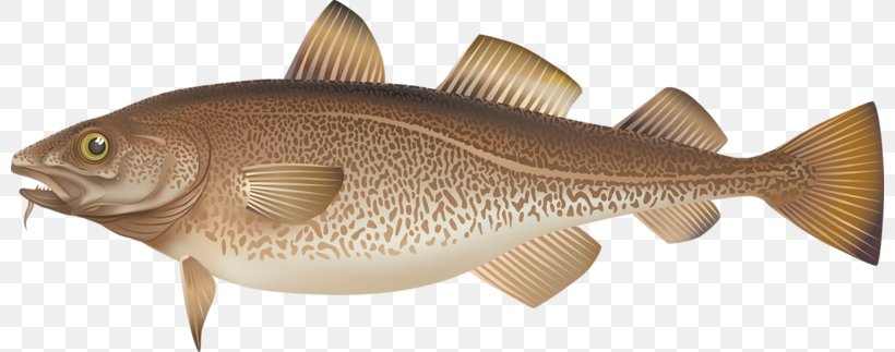 Fishing Illustrator Illustration, PNG, 800x323px, Fish, Atlantic Cod, Cod, Common Rudd, Drawing Download Free