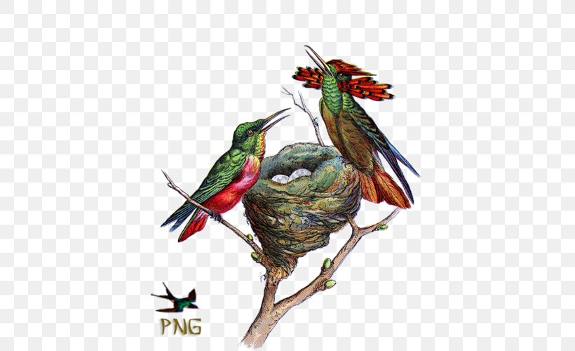 Ruby-throated Hummingbird Bird Nest Clip Art, PNG, 434x500px, Hummingbird, Animal, Beak, Bird, Bird Feeders Download Free