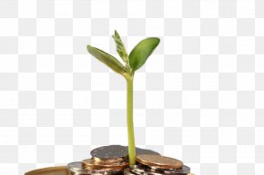 Gold Buds In Gold Coins - Shoot Mung Bean Sprout Green PNG