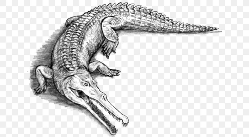 American Crocodile Alligators Sarcosuchus Evolution, PNG, 640x451px, Crocodile, Alligator, Alligators, American Crocodile, Animal Download Free
