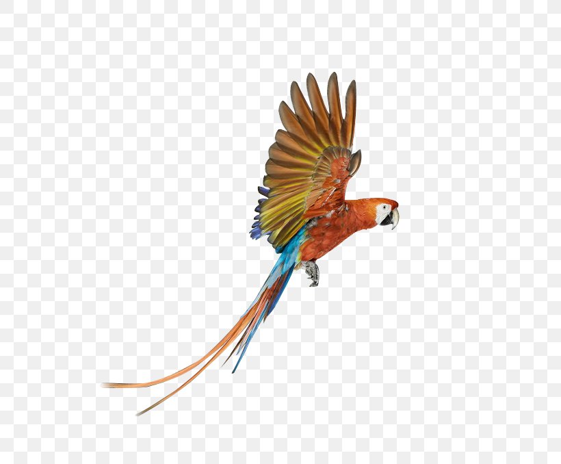 Parrot Bird Battery Charger Download, PNG, 694x678px, Parrot, Battery Charger, Beak, Bird, Color Download Free
