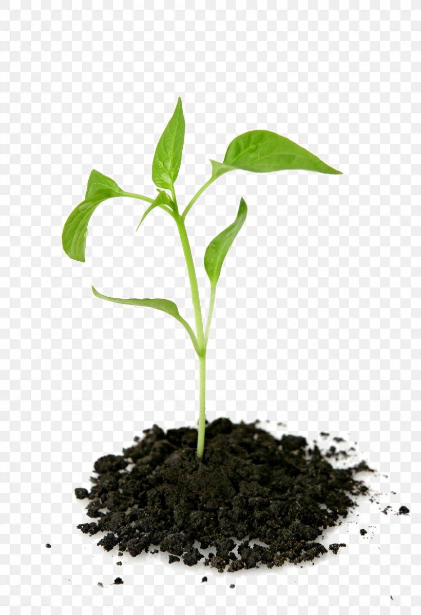 Tree Planting Leyland Cypress Farm, PNG, 1146x1675px, Tree, Business, Cupressus, Drip Irrigation, Evergreen Download Free