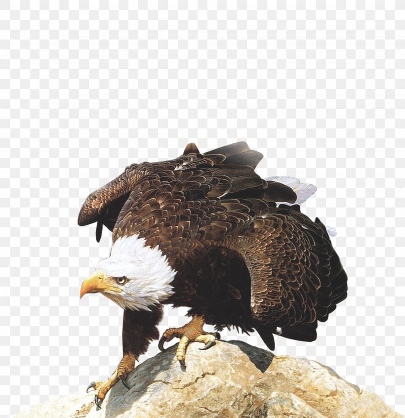 Competition Business, PNG, 3697x3817px, Competition, Accipitriformes, Bald Eagle, Banner, Beak Download Free