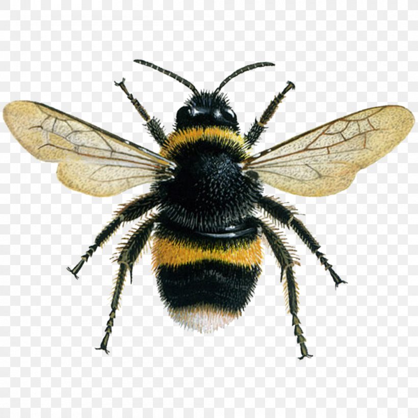 Western Honey Bee Insect Bombus Terrestris Bombus Lucorum, PNG, 1000x1000px, Bee, Arthropod, Bee Removal, Bombus Hortorum, Bombus Lucorum Download Free