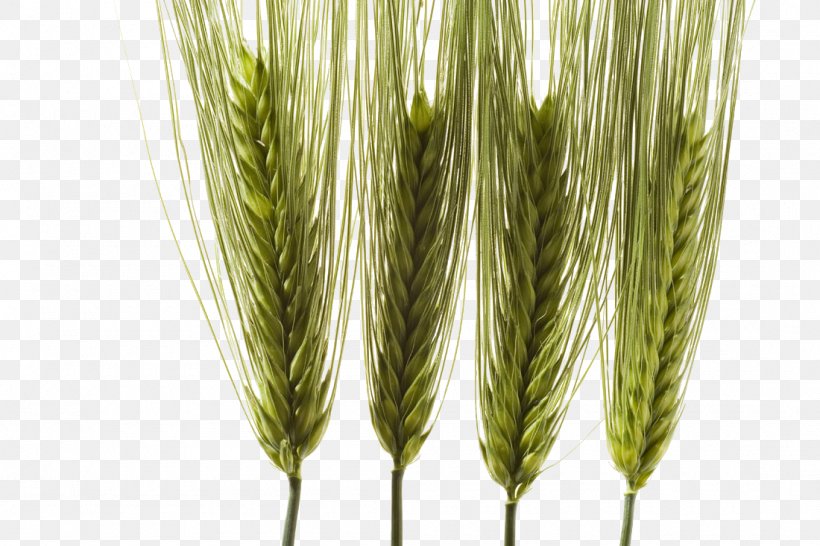 Barley Emmer Food, PNG, 1100x733px, Barley, Barleys, Caryopsis, Cereal, Chinese Herbology Download Free