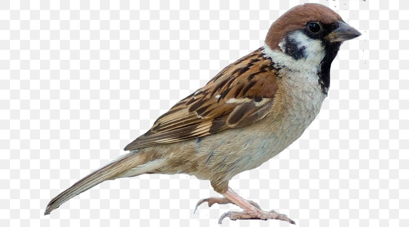 House Sparrow Bird Moineau Southern Antpipit, PNG, 646x456px, Sparrow, Beak, Bird, Emberizidae, Eurasian Tree Sparrow Download Free