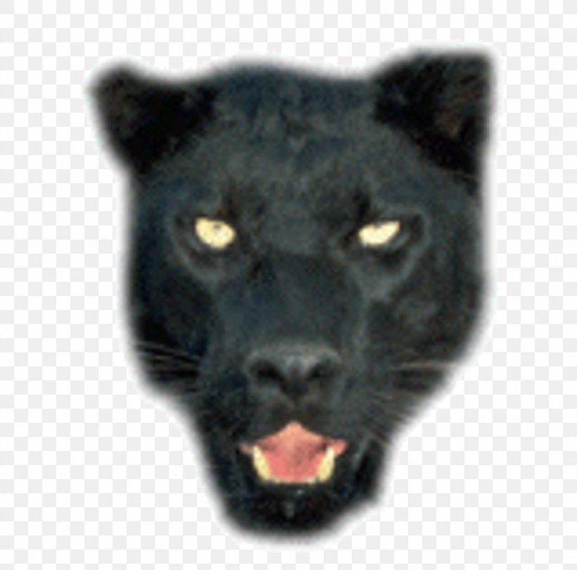 Jaguar Leopard Black Panther Tiger Lion, PNG, 1024x1011px, Jaguar, Big Cat, Big Cats, Black, Black Cat Download Free