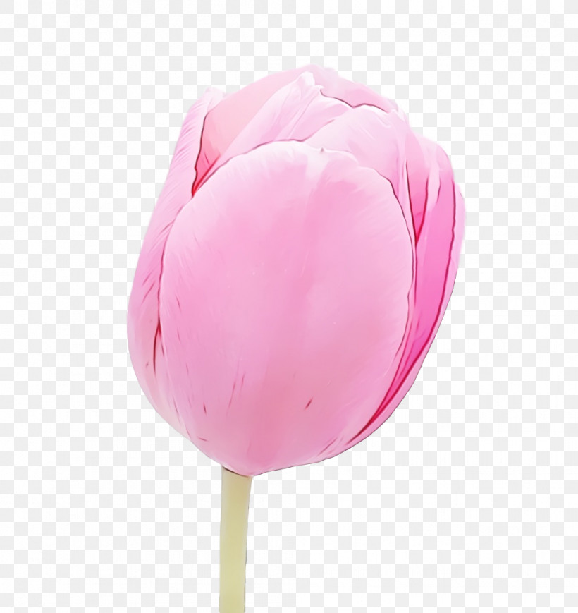 Pink Tulip Petal Flower Plant, PNG, 994x1054px, Spring Flower, Cotton Candy, Cut Flowers, Dessert, Flower Download Free
