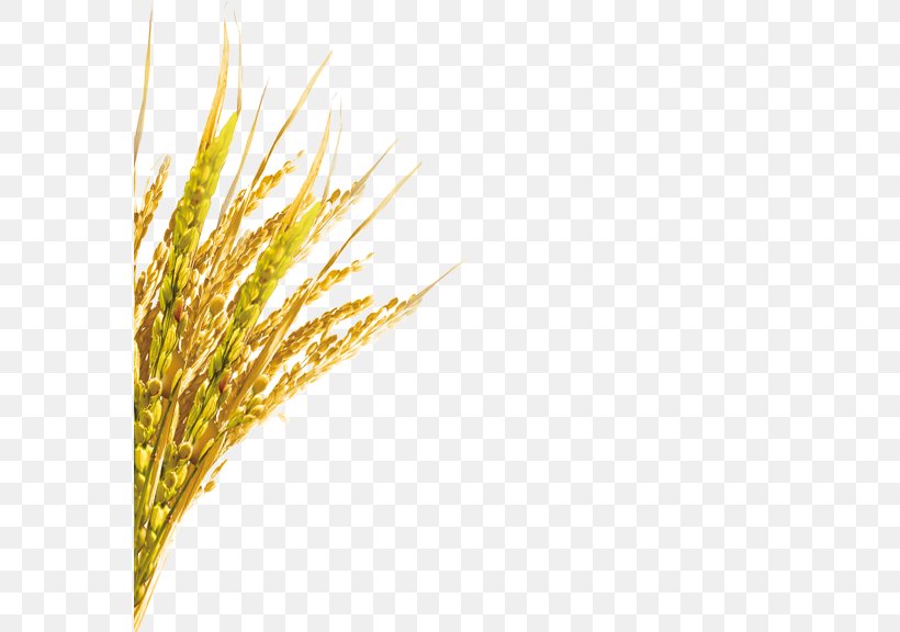 Wheat Euclidean Vector, PNG, 576x576px, Wheat, Ear, Grass, Grass Family, Grauds Download Free