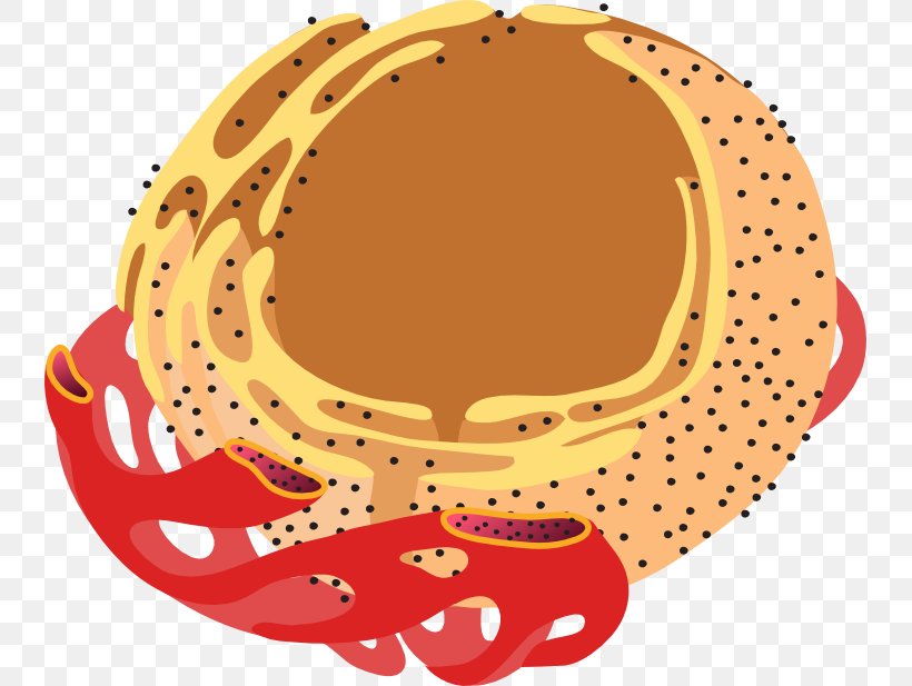 Endoplasmic Reticulum Cell Endomembrane System Golgi Apparatus Eukaryote, PNG, 739x617px, Endoplasmic Reticulum, Anatomy, Cell, Cell Nucleus, Cytoskeleton Download Free