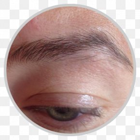 Nose - Eyelash Extensions Eyebrow Eye Shadow Forehead Cheek PNG