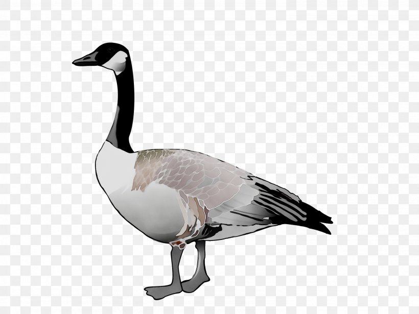 Goose Duck Minnesota State Poultry Association Hutchinson, MN ThePerryNews, PNG, 2976x2232px, 2019, Goose, Beak, Bird, Canada Goose Download Free